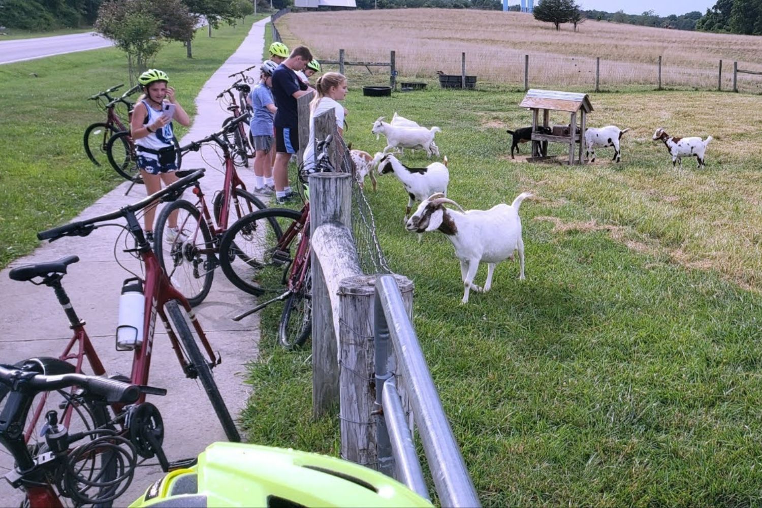 A line of bikes are resting against a fence, as kids look at farm animals at a farm in TN